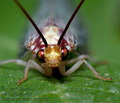 Italochrysa_italica_dz3429s