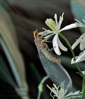 Italochrysa_italica_dz4043