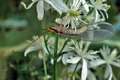 Italochrysa_italica_dz4046