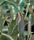 Italochrysa_italica_dz4048