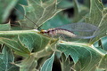 Italochrysa_italica_dz4061