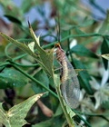 Italochrysa_italica_dz4077