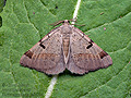 Itame_vincularia_jh5679s