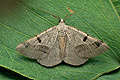 Itame_vincularia_jh6555s