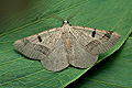 Itame_vincularia_jh6570s