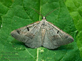 Itame_vincularia_ji2033s