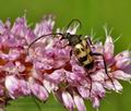 Judolia_cerambyciformis_bs1532