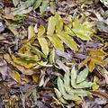 Juglans_nigra_b0467
