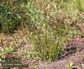 Juncus_articulatus_4803