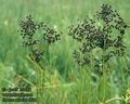 Juncus_atratus_4804