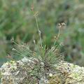 Juncus_bulbosus_ai7652