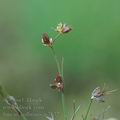 Juncus_bulbosus_ai7672