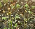 Juncus_capitatus_a3155