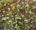 Juncus_capitatus_a3155