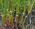 Juncus_filiformis_bj6710