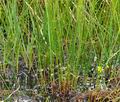 Juncus_filiformis_bj6719