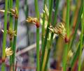 Juncus_filiformis_bj6729