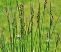 Juncus_gerardii_br6629