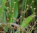 Juncus_sphaerocarpus_af0962