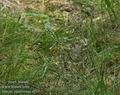 Juncus_squarrosus_a517