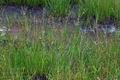 Juncus_tenageia_bu1186