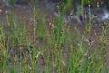 Juncus_tenageia_bu1193