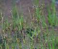 Juncus_tenageia_bu1203