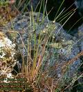 Juncus_trifidus_4807