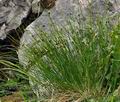 Juncus_trifidus_bk4740