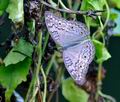 Junonia_atlites_fe2960