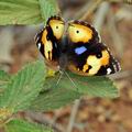 Junonia_hierta_bb4349