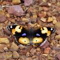 Junonia_hierta_bb4354