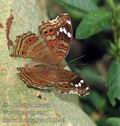 Junonia_natalica_db7346