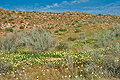 Kalahari_bb1171
