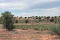Kalahari_bb2912
