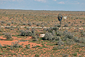 Kalahari_bb3698