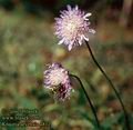 Knautia_arvensis_4812