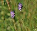 Knautia_arvensis_bh2052