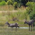 Kobus_ellipsiprymnus_ba9892
