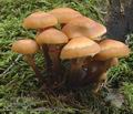 Kuehneromyces_mutabilis_a7361