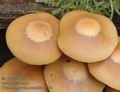 Kuehneromyces_mutabilis_a7369