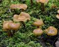 Kuehneromyces_mutabilis_bo6292