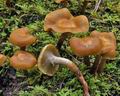 Kuehneromyces_mutabilis_bo6294