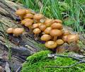 Kuehneromyces_mutabilis_bo6305