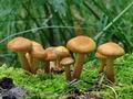 Kuehneromyces_mutabilis_bo6308