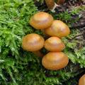 Kuehneromyces_mutabilis_bo6317