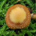 Kuehneromyces_mutabilis_bo6321