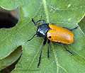 Labidostomis_humeralis_ae4669