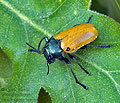 Labidostomis_humeralis_ae4671