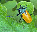 Labidostomis_humeralis_ae4674